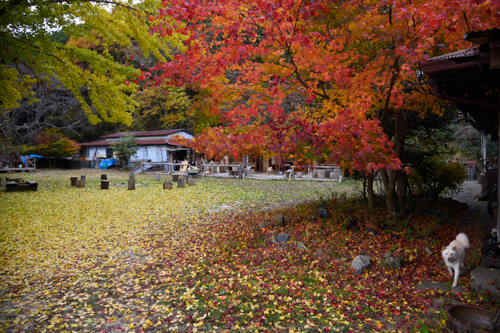 投石の滝,紅葉(DSC_1392,24mm,F4,D750)2014yaotomi.jpg