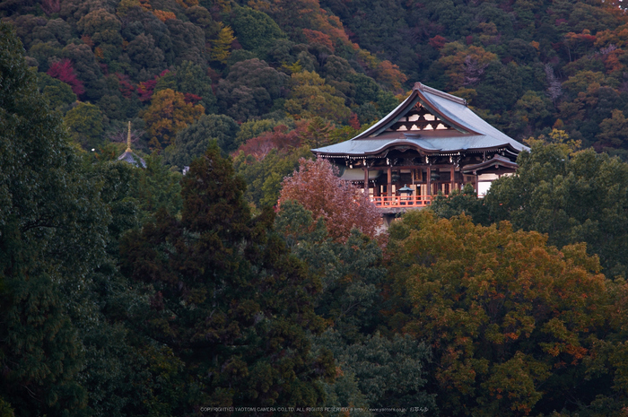 朝護孫子寺,紅葉(PK3_0070,F5.6,85mm,K3)2014yaotomi_.jpg