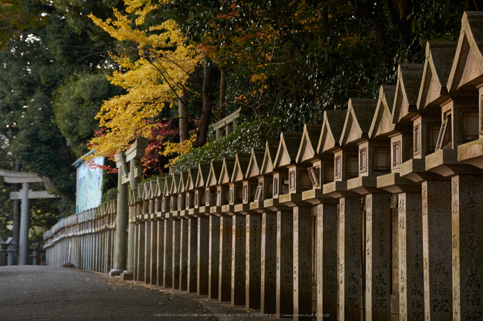 朝護孫子寺,紅葉(PK3_0074,F6.3,48mm,K3)2014yaotomi_.jpg