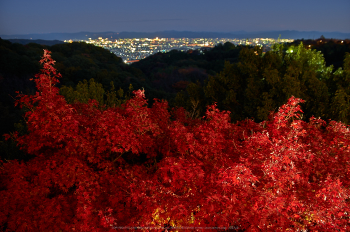 朝護孫子寺,紅葉(PK3_0117,F4.5,16mm,K3)2014yaotomi_.jpg