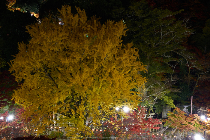 朝護孫子寺,紅葉(PK3_0160,F8,60mm,K3)2014yaotomi_.jpg