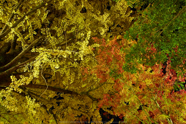 朝護孫子寺,紅葉(PK3_0193,F9,16mm,K3)2014yaotomi_.jpg