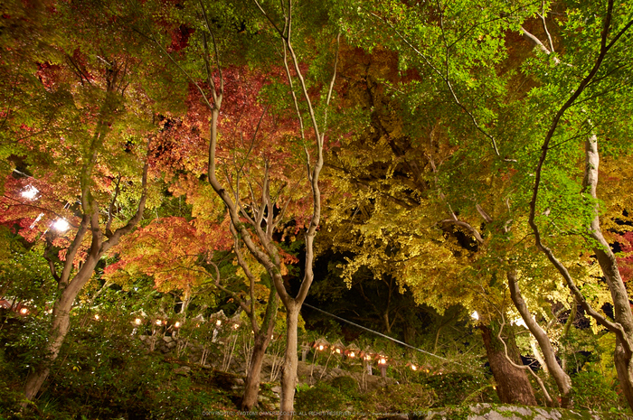 朝護孫子寺,紅葉(PK3_0197,F9,16mm,K3)2014yaotomi_.jpg