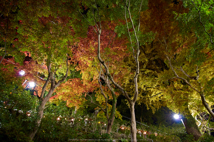 朝護孫子寺,紅葉(PK3_0202,F3.5,16mm,K3)2014yaotomi_.jpg