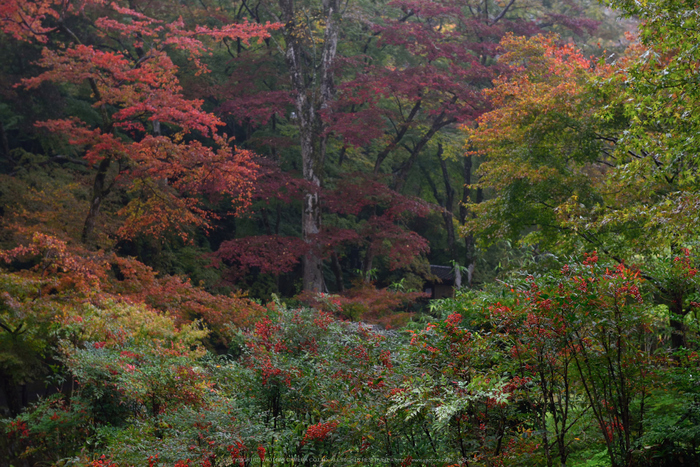 正暦寺,紅葉(DSC_0117,70mm,F6.3,D750)2014yaotomi.jpg