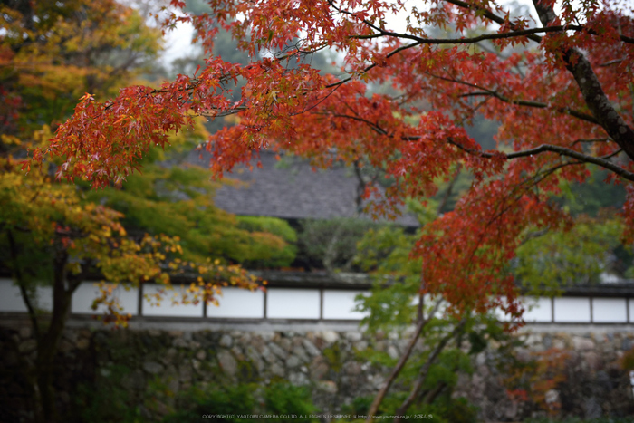 正暦寺,紅葉(DSC_0121,50mm,F3.2,D750)2014yaotomi.jpg