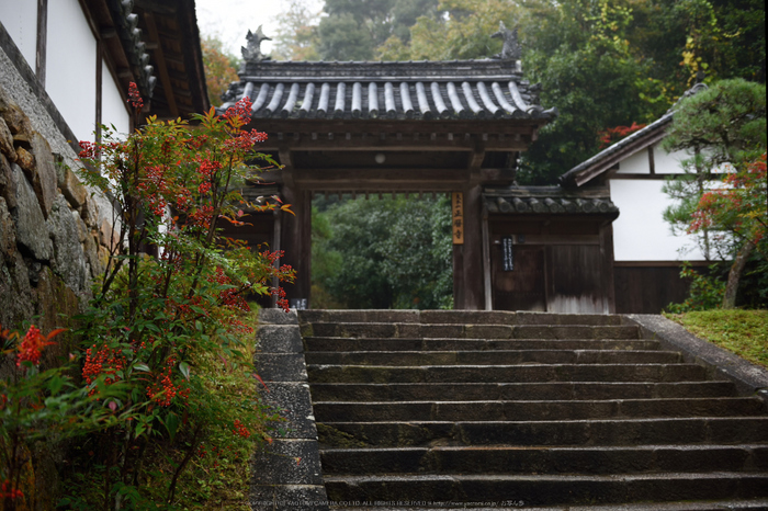 正暦寺,紅葉(DSC_0123,38mm,F3.2,D750)2014yaotomi.jpg