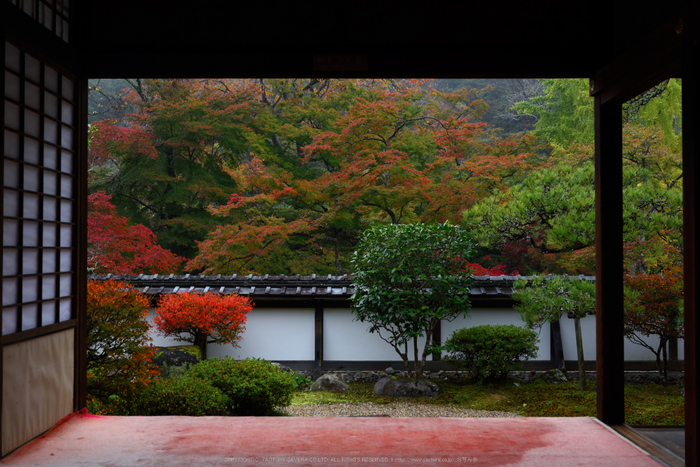 正暦寺,紅葉(DSC_0149,40mm,F7.1,D750)2014yaotomi.jpg