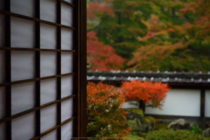 正暦寺,紅葉(DSC_0152,55mm,F3.5,D750)2014yaotomi.jpg