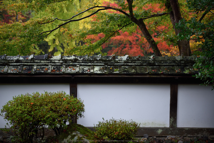 正暦寺,紅葉(DSC_0172,70mm,F2.8,D750)2014yaotomi.jpg