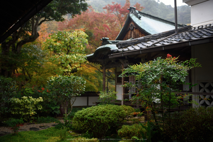 正暦寺,紅葉(DSC_0190,34mm,F2.8,D750)2014yaotomi.jpg