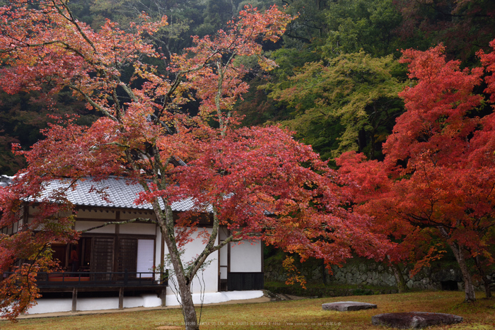 正暦寺,紅葉(DSC_0223,35mm,F6.3,D750)2014yaotomi.jpg