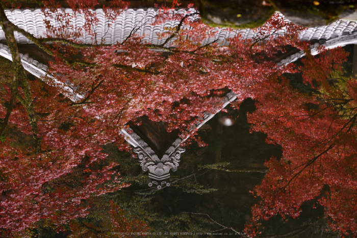 正暦寺,紅葉(DSC_0235,110mm,F6.3,D750)2014yaotomi.jpg