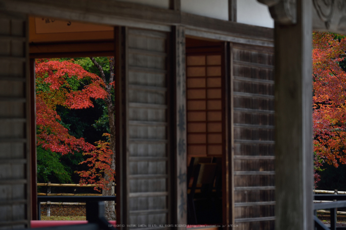 正暦寺,紅葉(DSC_0277,200mm,F5,D750)2014yaotomi.jpg