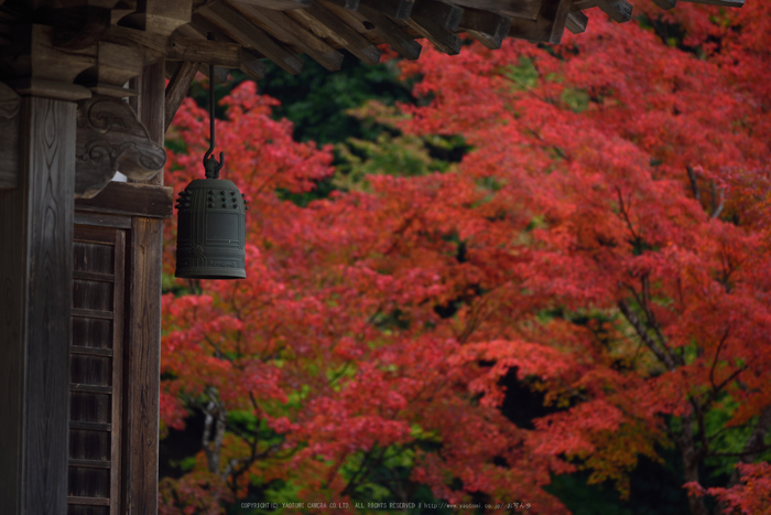 正暦寺,紅葉(DSC_0278,200mm,F4.5,D750)2014yaotomi.jpg