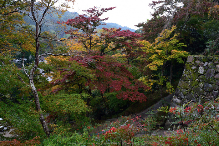 正暦寺,紅葉(DSC_0289,31mm,F6.3,D750)2014yaotomi.jpg