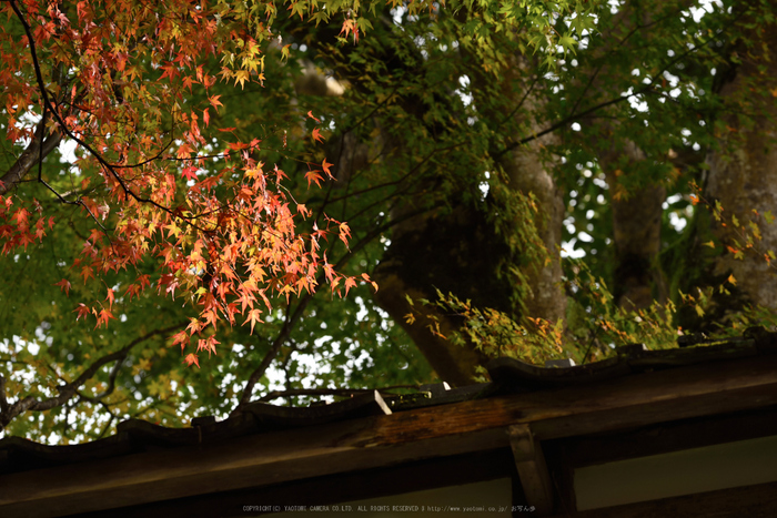 正暦寺,紅葉(DSC_0299,180mm,F5.6,D750)2014yaotomi.jpg