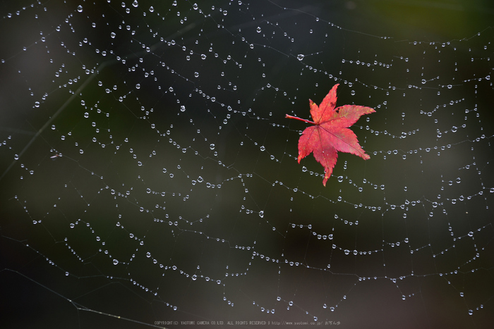 正暦寺,紅葉(DSC_0317,185mm,F7.1,D750)2014yaotomi.jpg