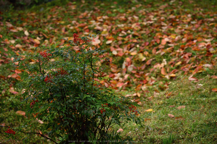 正暦寺,紅葉(DSC_0320,200mm,F5,D750)2014yaotomi.jpg