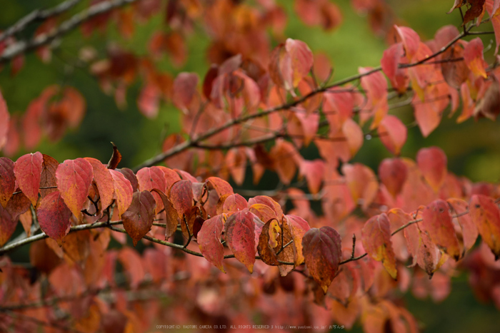 正暦寺,紅葉(DSC_0322,145mm,F5,D750)2014yaotomi.jpg