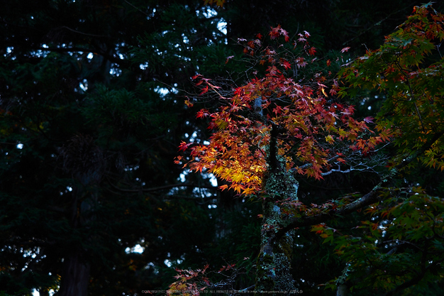 神護寺,紅葉(PB050024,40mm,F2.8,EM1)2014yaotomi.jpg