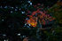 神護寺,紅葉(PB050024,40mm,F2.8,FULL)2014yaotomi.jpg
