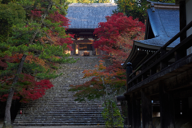神護寺,紅葉(PB050027,35mm,F5,EM1)2014yaotomi.jpg