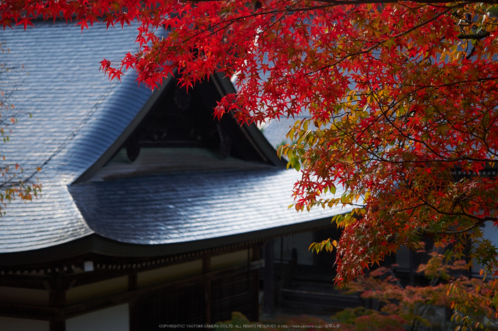 神護寺,紅葉(PB050057,40mm,F2.8,EM1)2014yaotomi.jpg