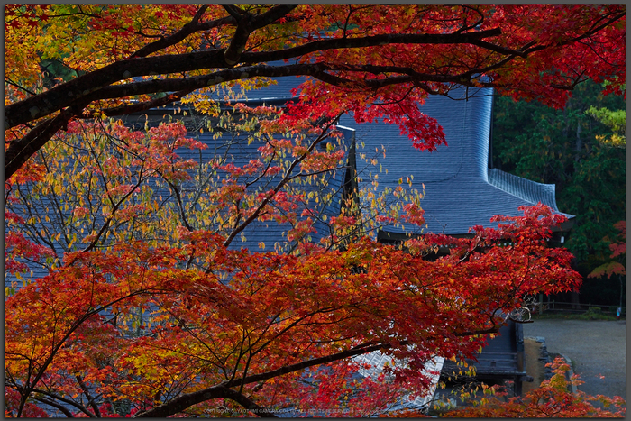 神護寺,紅葉(PB050060,40mm,F6.3,Top)2014yaotomi.jpg