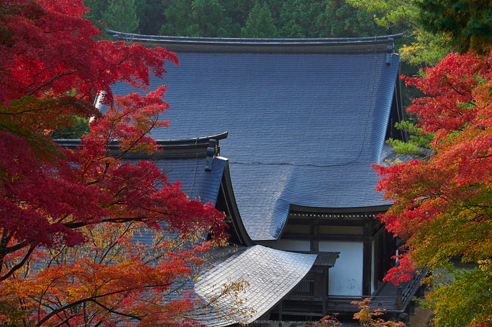 神護寺,紅葉(PB050064,60mm,F5.6,EM1)2014yaotomi.jpg