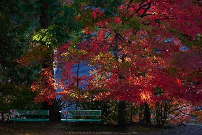 神護寺,紅葉(PB050073,57mm,F5,EM1)2014yaotomi.jpg