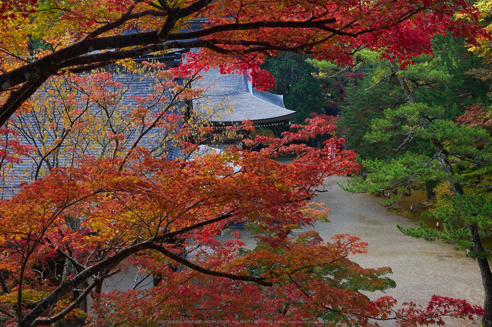 神護寺,紅葉(PB050088,24mm,F7.1,EM1)2014yaotomi.jpg