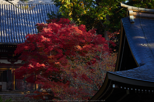 神護寺,紅葉(PB050134,85mm,F3.2,EM1)2014yaotomi.jpg