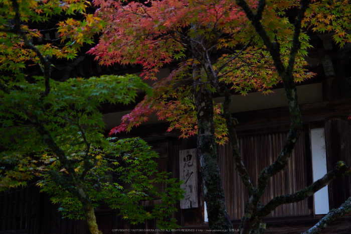 神護寺,紅葉(PB050143,40mm,F2.8,EM1)2014yaotomi.jpg