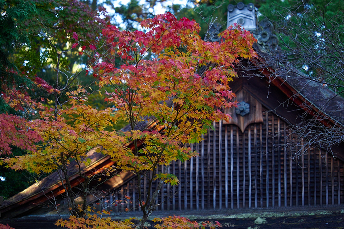 神護寺,紅葉(PB050144,72mm,F2.8,EM1)2014yaotomi.jpg