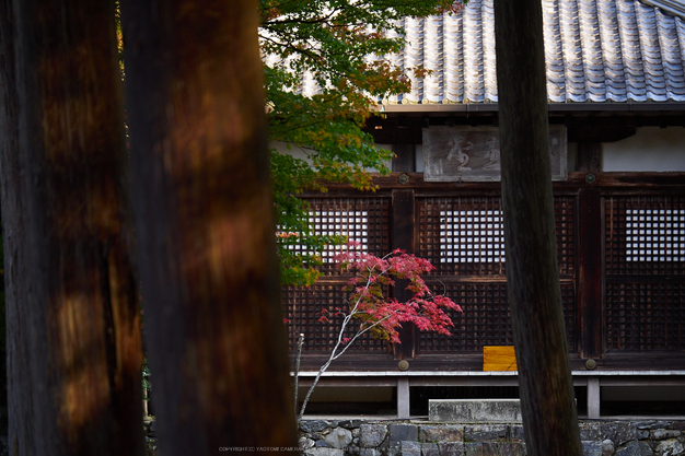 神護寺,紅葉(PB050145,93mm,F2.8,EM1)2014yaotomi.jpg
