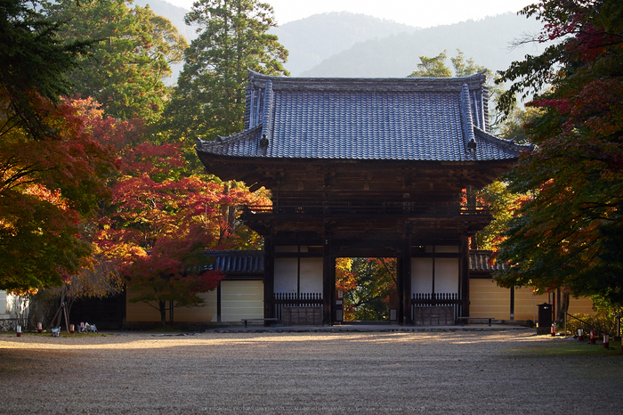 神護寺,紅葉(PB050151,52mm,F5,EM1)2014yaotomi.jpg