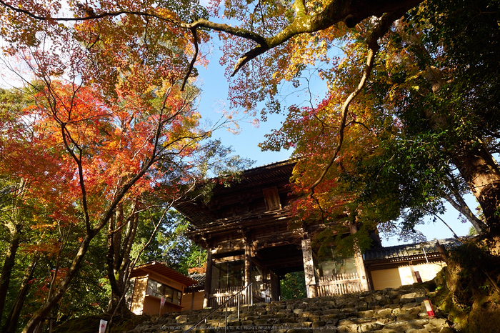 神護寺,紅葉(PB050161,12mm,F6.3,EM1)2014yaotomi.jpg