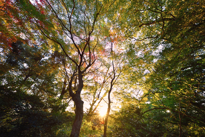 笠置寺,紅葉(DSC_0583,14mm,F10,D750)2014yaotomi.jpg