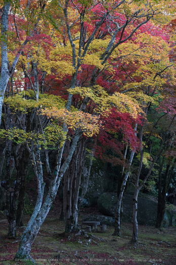 笠置寺,紅葉(DSC_0624,65mm,F8,D750)2014yaotomi.jpg