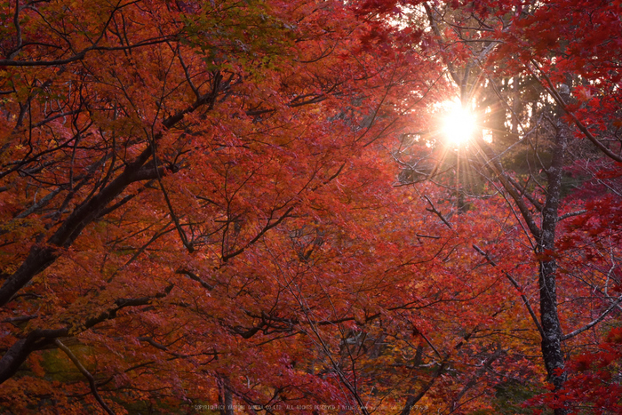 笠置寺,紅葉(DSC_0641,120mm,F16,D750)2014yaotomi.jpg