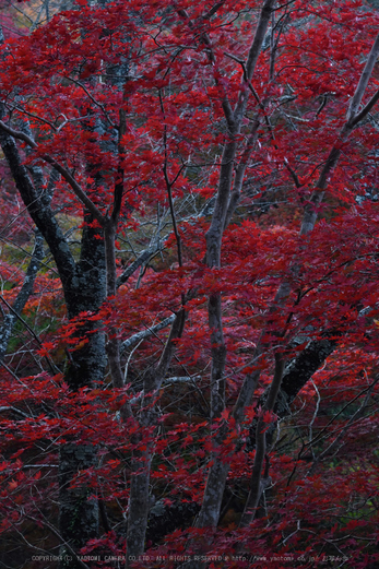 笠置寺,紅葉(DSC_0648,105mm,F10,D750)2014yaotomi.jpg