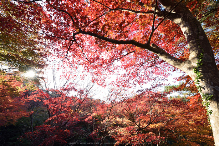 笠置寺,紅葉(DSC_0726,14mm,F16,D750)2014yaotomi.jpg