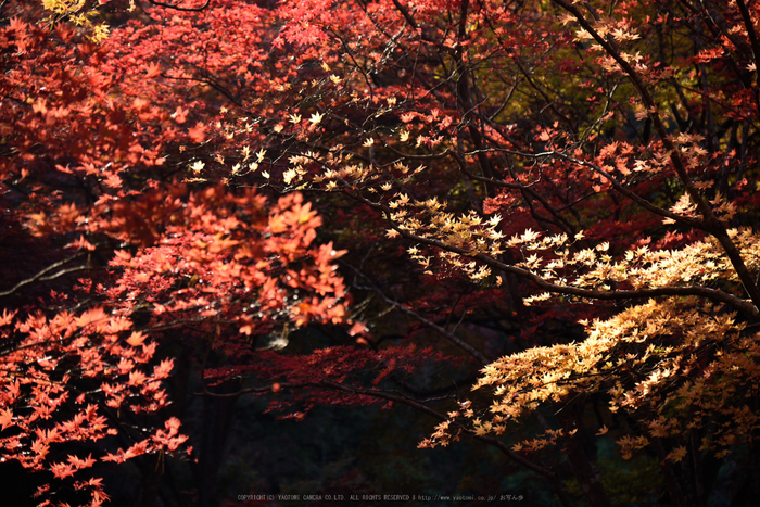 笠置寺,紅葉(DSC_0733,110mm,F4.5,D750)2014yaotomi.jpg