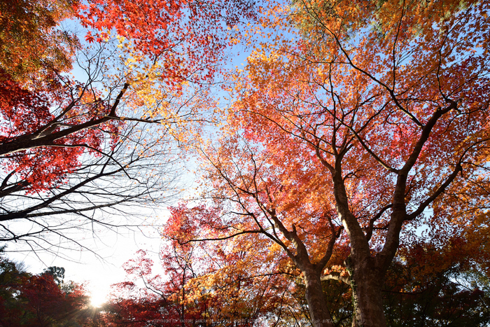 笠置寺,紅葉(DSC_0739,14mm,F10,D750)2014yaotomi.jpg