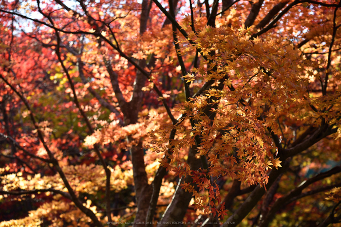 笠置寺,紅葉(DSC_0751,116mm,F4.5,D750)2014yaotomi.jpg