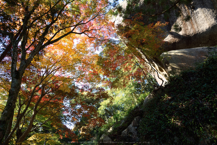 笠置寺,紅葉(DSC_0793,24mm,F8,D750)2014yaotomi.jpg