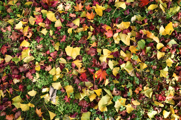 笠置寺,紅葉(DSC_0817,38mm,F7.1,D750)2014yaotomi.jpg