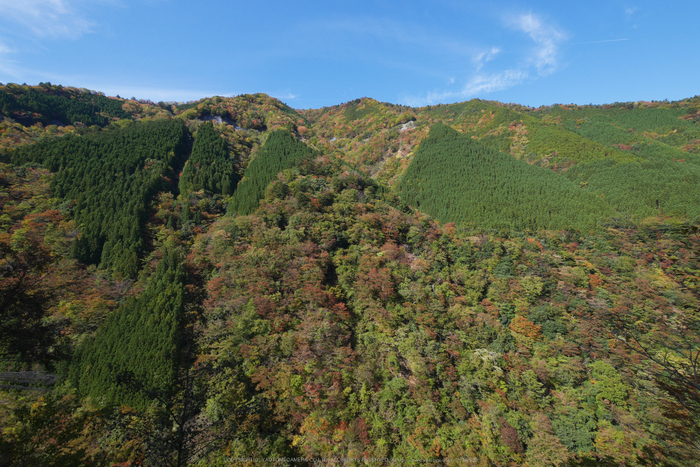 行者還,国道309,紅葉(P1000004,7mm,F8,GM5)2014yaotomi.jpg