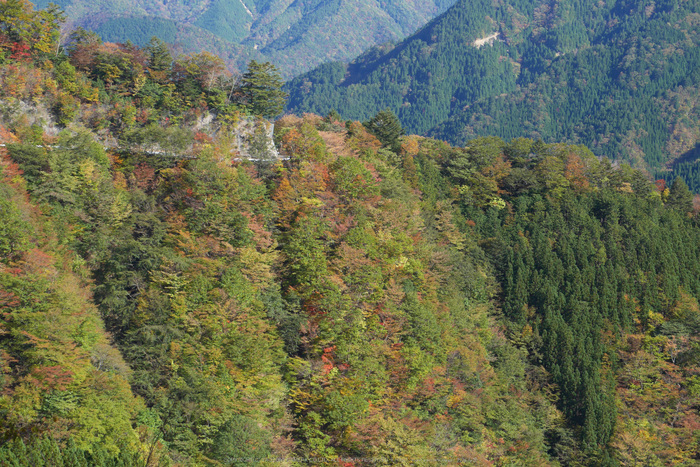 行者還,国道309,紅葉(P1000031,45mm,F6.3,GM5)2014yaotomi.jpg